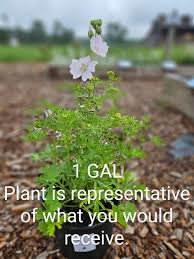 Attēlu rezultāti vaicājumam “Malva moschata flower”