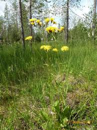 Attēlu rezultāti vaicājumam “Crepis paludosa”