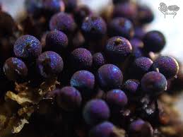 Attēlu rezultāti vaicājumam “Lamproderma sp.”