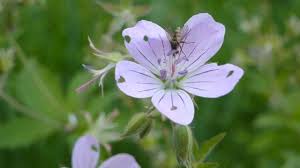 Attēlu rezultāti vaicājumam “Geranium pratense bud”