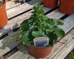 Image result for Eryngium `Blue Hobbit`