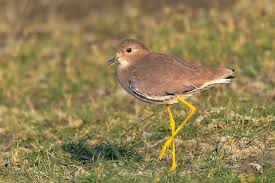 Image result for Vanellus leucurus