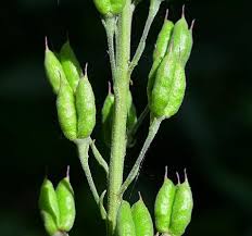 Attēlu rezultāti vaicājumam “Delphinium elatum  fruit”
