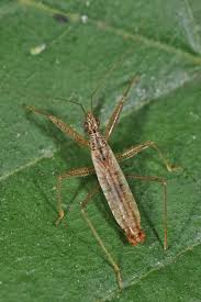 Attēlu rezultāti vaicājumam “Nabis limbatus”