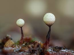 Attēlu rezultāti vaicājumam “Trichia botrytis stalked”