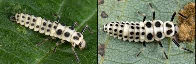 Attēlu rezultāti vaicājumam “Calvia decemguttata larva”