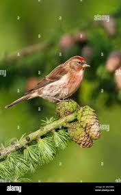 Attēlu rezultāti vaicājumam “Carduelis flammea female”