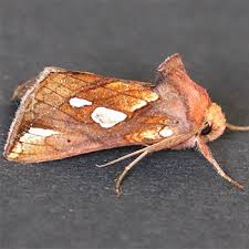 Attēlu rezultāti vaicājumam “Plusia festucae”