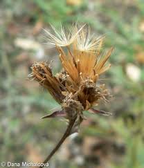 Attēlu rezultāti vaicājumam “Serratula tinctoria flower”
