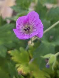 Image result for Geranium `Sandrine`