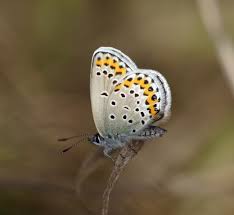 Attēlu rezultāti vaicājumam “Plebejus argus / Plebejus idas”