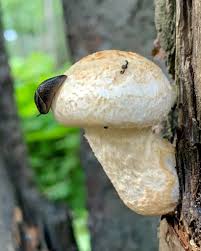 Attēlu rezultāti vaicājumam “Pholiota heteroclita”