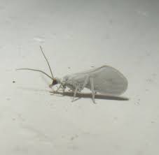 Attēlu rezultāti vaicājumam “Coniopterygidae”