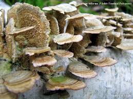 Attēlu rezultāti vaicājumam “Trichaptum biforme”