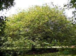 Attēlu rezultāti vaicājumam “Crataegus chlorosarca”