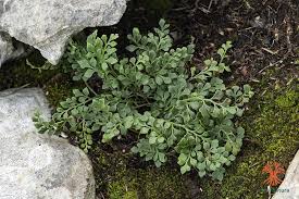 Attēlu rezultāti vaicājumam “Milesina murariae”