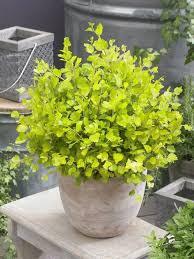 Attēlu rezultāti vaicājumam “Betula nana”