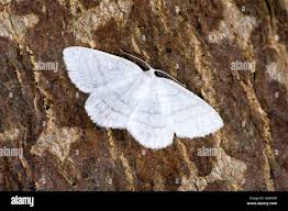 Attēlu rezultāti vaicājumam “Cabera pusaria”