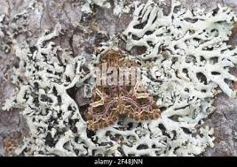 Attēlu rezultāti vaicājumam “Hadena rivularis”