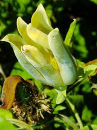 Attēlu rezultāti vaicājumam “Magnolia acuminata bud”
