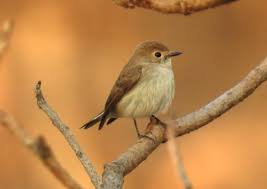 Image result for Ficedula albicilla