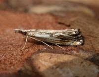 Attēlu rezultāti vaicājumam “Catoptria falsella”