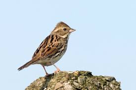 Image result for Emberiza spodocephala