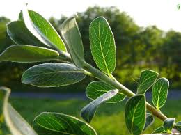 Attēlu rezultāti vaicājumam “Salix repens subsp. rosmarinifolia”