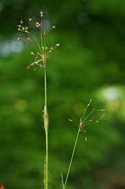 Attēlu rezultāti vaicājumam “Luzula pilosa bud”