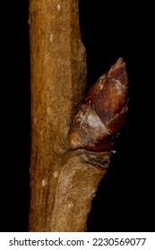 Attēlu rezultāti vaicājumam “Pyrus communis bud”