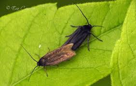 Attēlu rezultāti vaicājumam “Scythrididae”