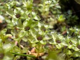 Attēlu rezultāti vaicājumam “Rhizomnium punctatum sporophyte”
