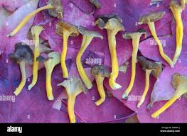 Attēlu rezultāti vaicājumam “Cantharellus lutescens”