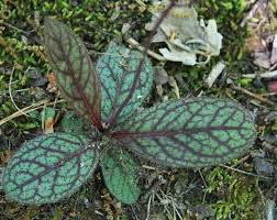 Attēlu rezultāti vaicājumam “Hieracium vulgatum leaf”