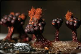 Attēlu rezultāti vaicājumam “Metatrichia floriformis spores”