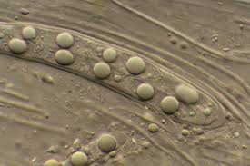 Attēlu rezultāti vaicājumam “Icmadophila ericetorum”