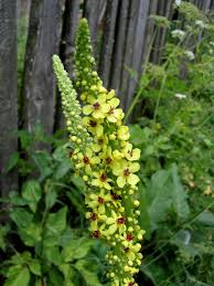 Image result for Verbascum densiflorum