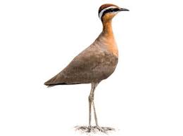 Image result for Cursorius cursor