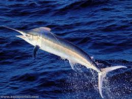 Image result for Istiompax indica