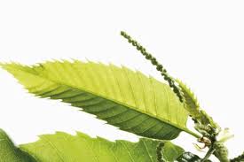 Attēlu rezultāti vaicājumam “Castanea sativa  leaf”