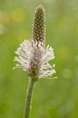 Attēlu rezultāti vaicājumam “Plantago media flower”