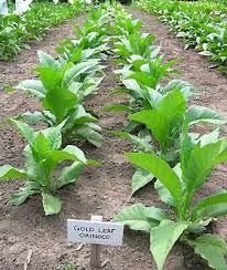 Attēlu rezultāti vaicājumam “Nicotiana tabacum leaf”