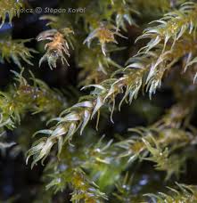 Attēlu rezultāti vaicājumam “Hygroamblystegium tenax”