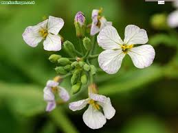 Attēlu rezultāti vaicājumam “Raphanus sativus flower”