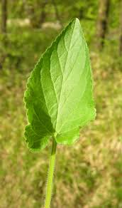 Attēlu rezultāti vaicājumam “Viola hirta leaf”