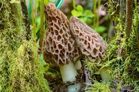 Attēlu rezultāti vaicājumam “Morchella esculenta”