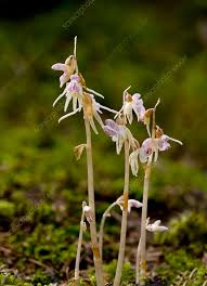Attēlu rezultāti vaicājumam “Epipogium aphyllum flower”