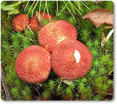 Attēlu rezultāti vaicājumam “Boletales”