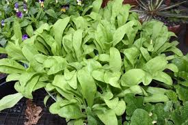 Attēlu rezultāti vaicājumam “Calendula officinalis leaf”