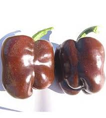 Afbeeldingsresultaat voor chocolate beauty sweet pepper